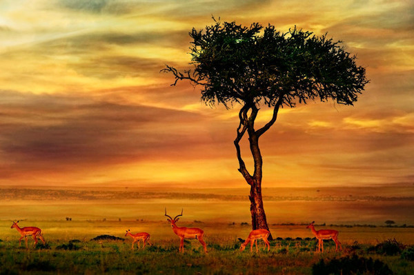 Fond paysage Afrique mixed perso