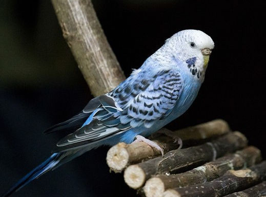 Tube Perroquet tel quel et réorganisé 