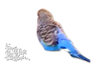 2023_9_13__ELISE_TUBE_PERROQUET_