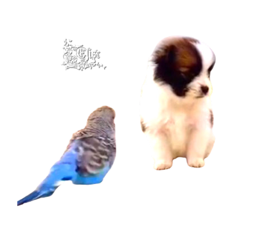 2023_9_13__ELISE_TUBE_PERROQUET_ET_CHIEN