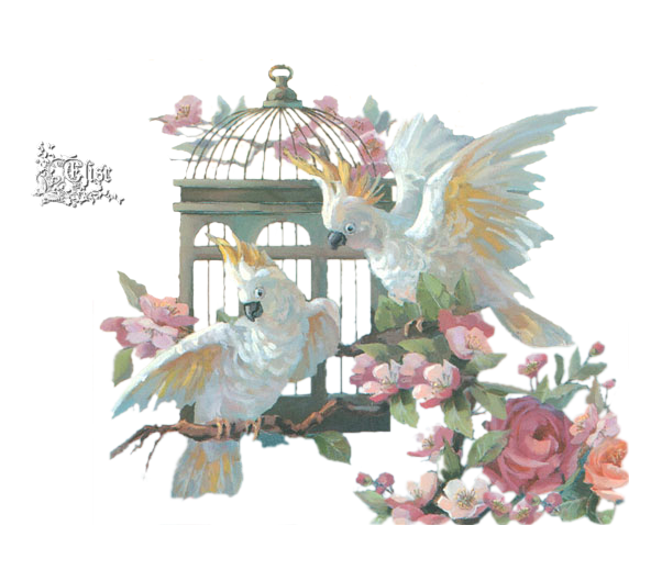 2024_10_21_ELISE_TUBE__PERROQUETS