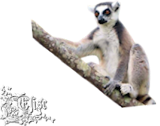 2024_1_13_ELISE_TUBE_ANIMAUX_AFRIQUE