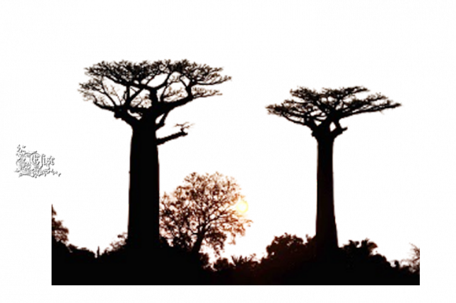 2024_1_13_ELISE_TUBE_ARBRE_2__AFRIQUE