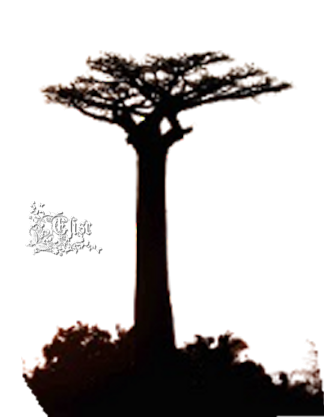 2024_1_13_ELISE_TUBE_ARBRE_AFRIQUE