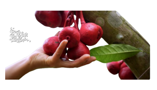 2024_3_27__ELISE_TUBE_FRUITS_5__EXOTIQUES