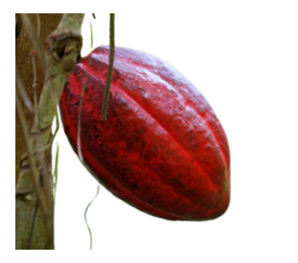 2024_4_20__ELISE_TUBE_4__CACAO