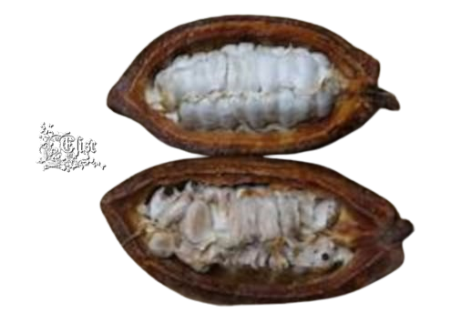 2024_4_20__ELISE_TUBE_5__CACAO